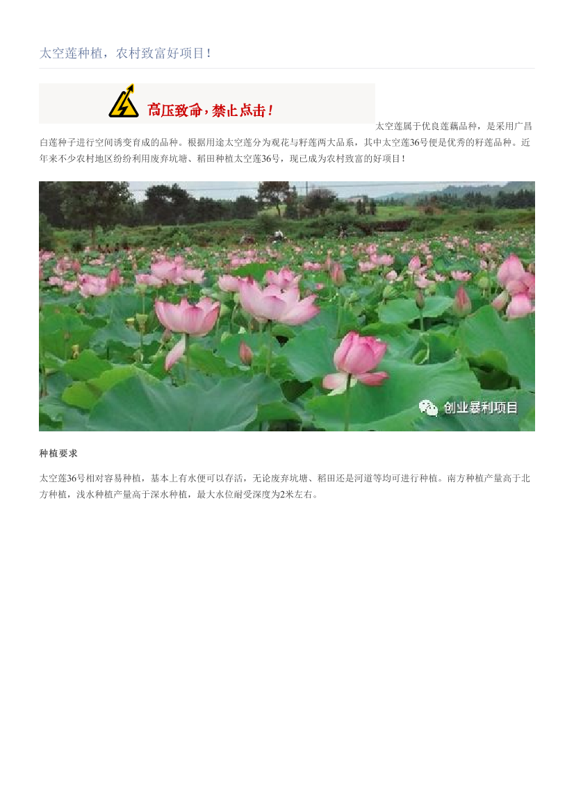 太空莲种植，农村致富好项目！太空莲种植，农村致富好项目！_1.png