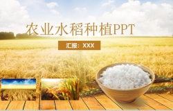 金色农业水稻种植PPT模板