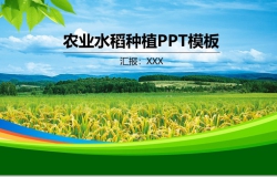 简约商务风农业水稻种植PPT模板