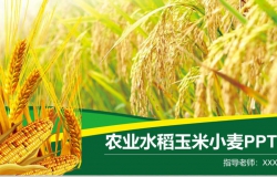 农业水稻玉米小麦农产品推广PPT模板