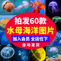 水母海蜇浮游生物海洋生物水生动物美工设计ps海报背景图...