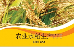 金黄色农业水稻生产PPT模板