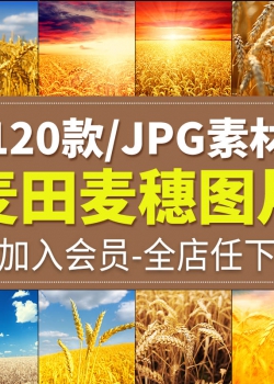 金黄色麦田麦穗草垛自然风景景观摄影设计背景高清JPG图...