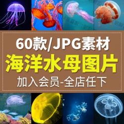 超高清图片水母海蜇浮游生物海洋生物水生动物美工设计ps...